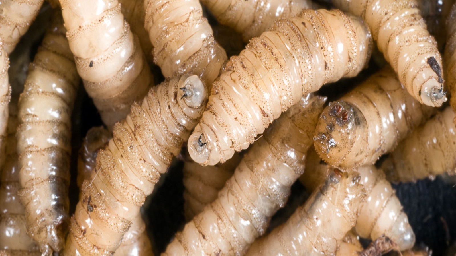 Yucatán en la Posible Ruta del Gusano Barrenador - Diario Cambio 22 - Península Libre