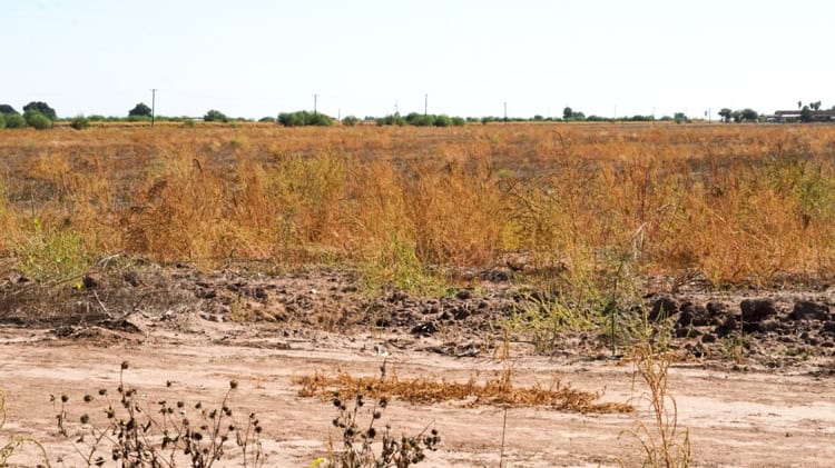 Sequía en el Valle del Yaqui, Sonora, Agrava la Crisis ...