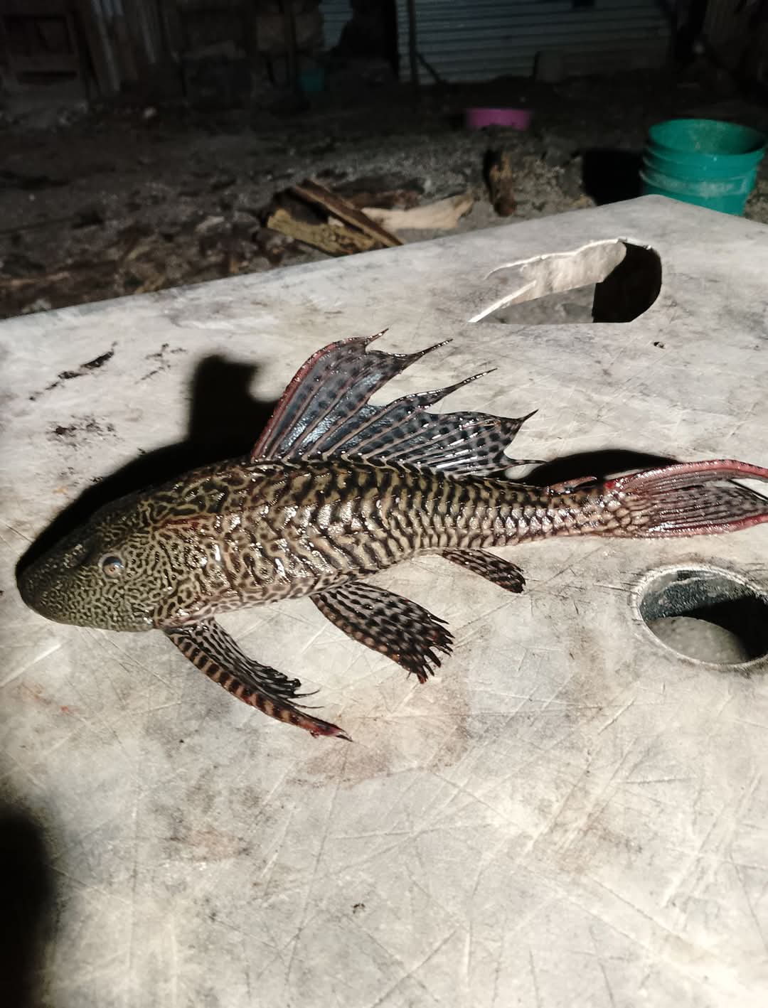 Preocupa Presencia del Pez Diablo en la Laguna de Bacalar - Diario Cambio 22 - Península Libre