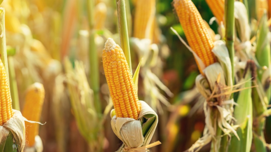 Crisis del Maíz en México: Importaciones Crecen un 36% y Amenazan la Soberanía Alimentaria - Diario Cambio 22 - Península Libre